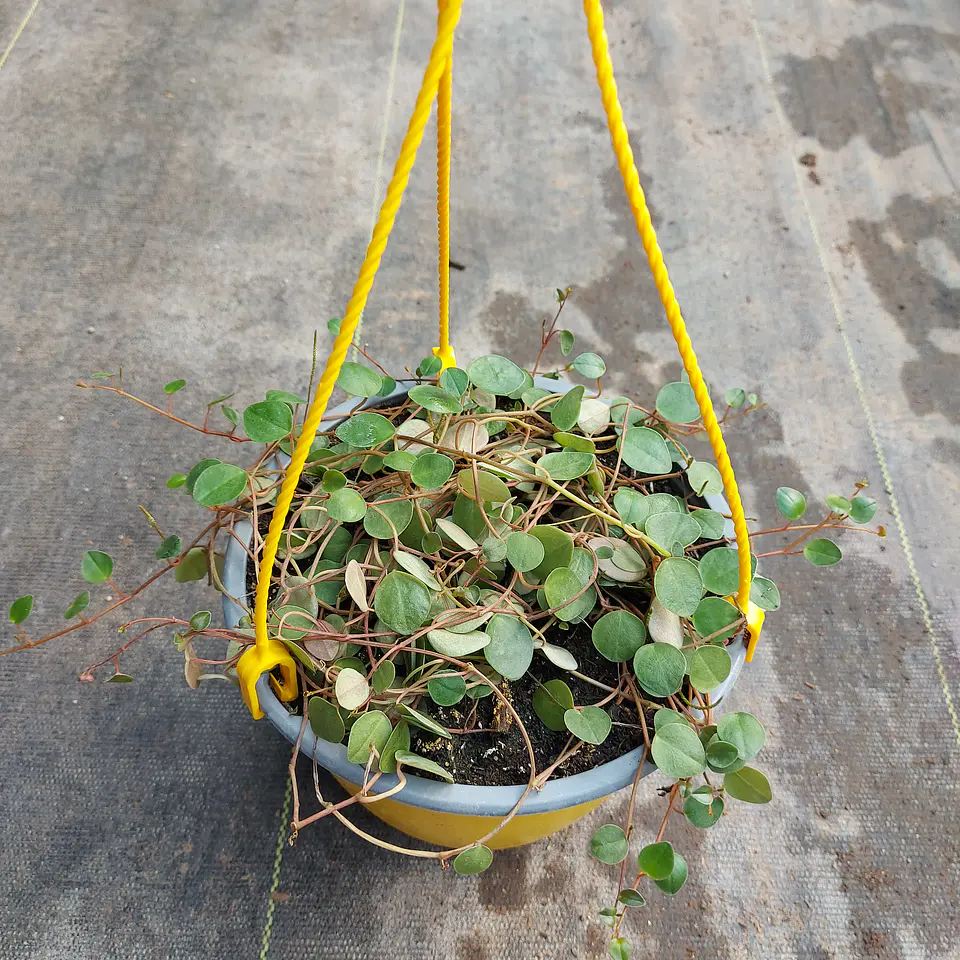 Peperomia Rotundifolia 1