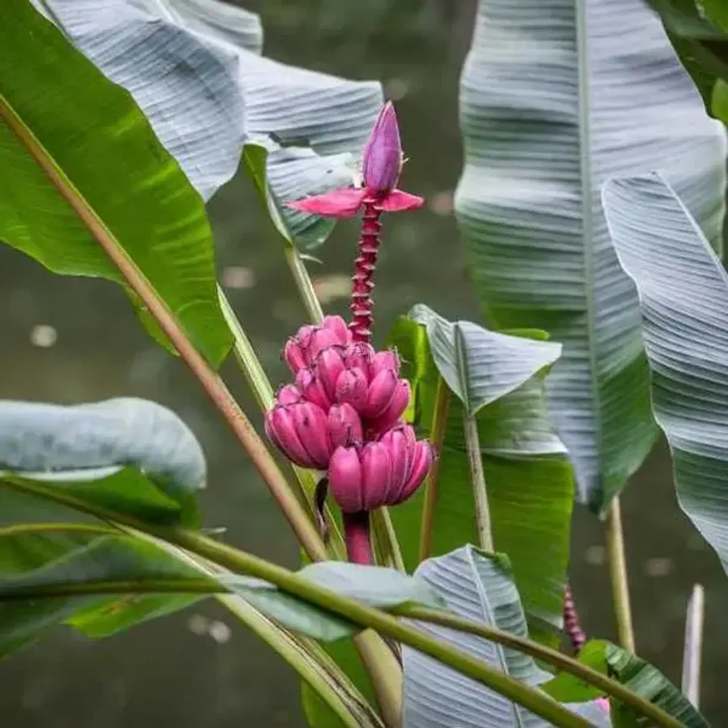 Musa Velutina 1