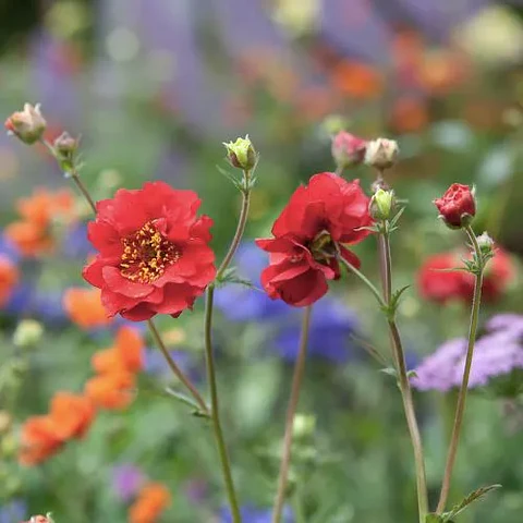 Geum