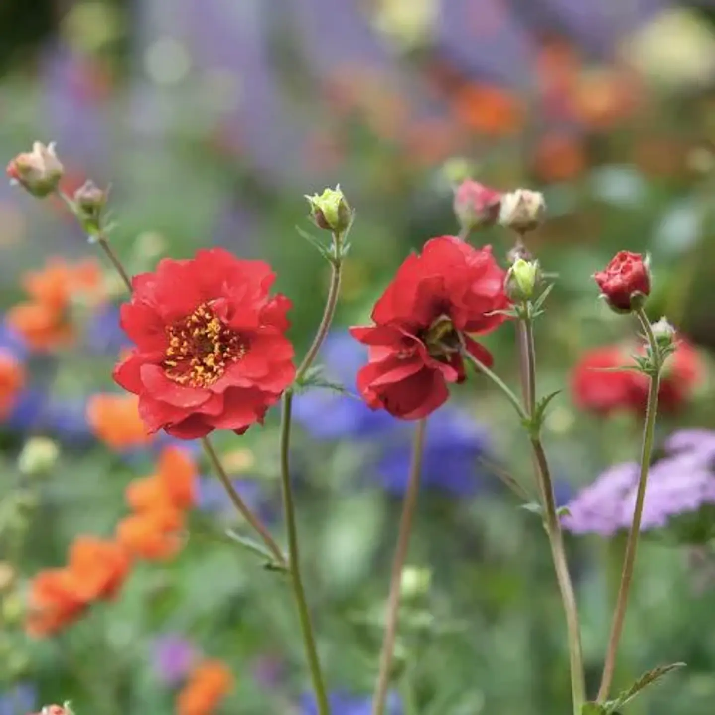 Geum 1