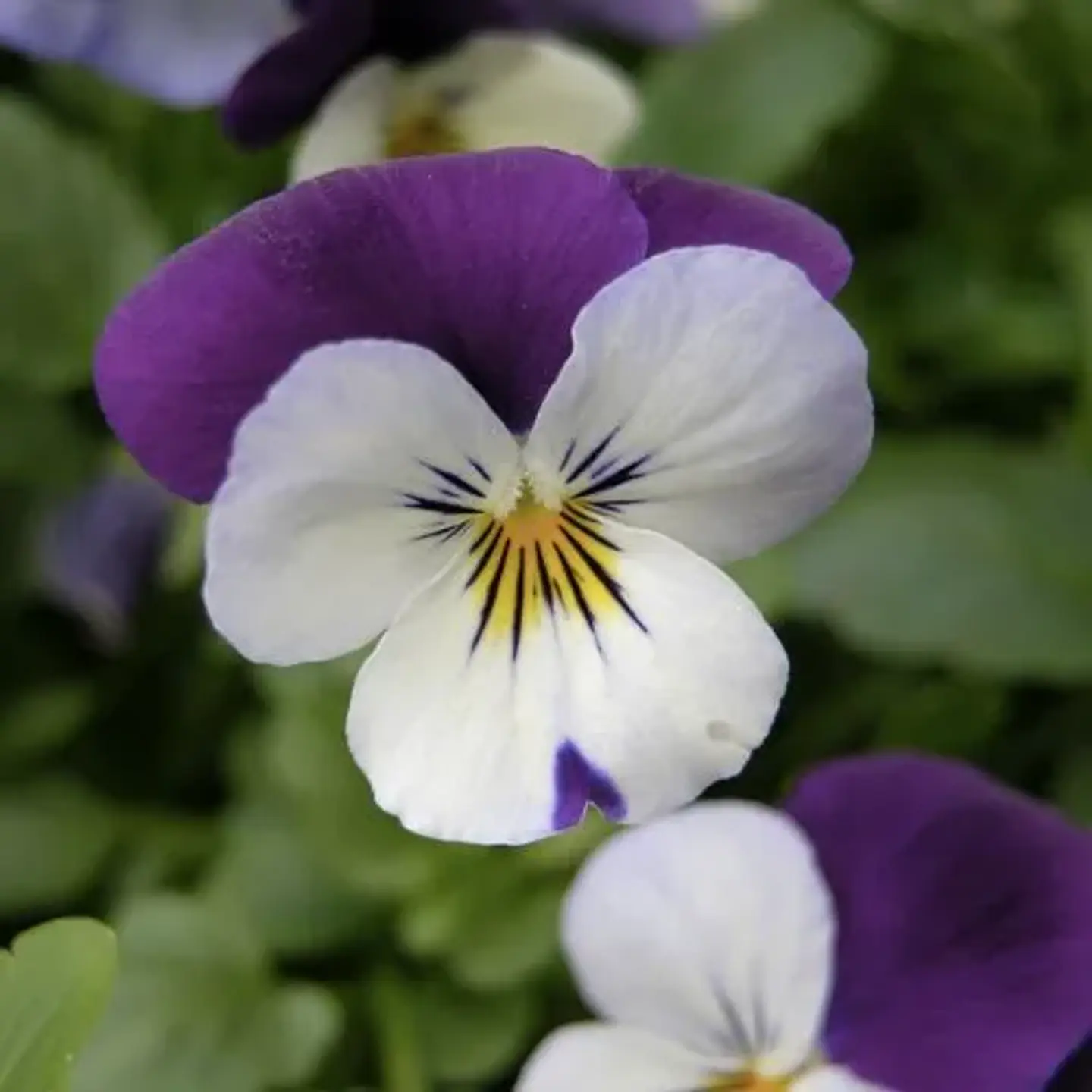 Viola mix 3 unidades  1
