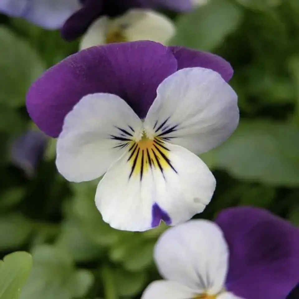 Viola mix 3 unidades  1