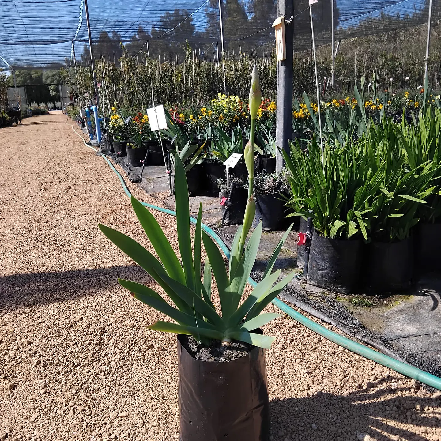 Iris Albicans 2