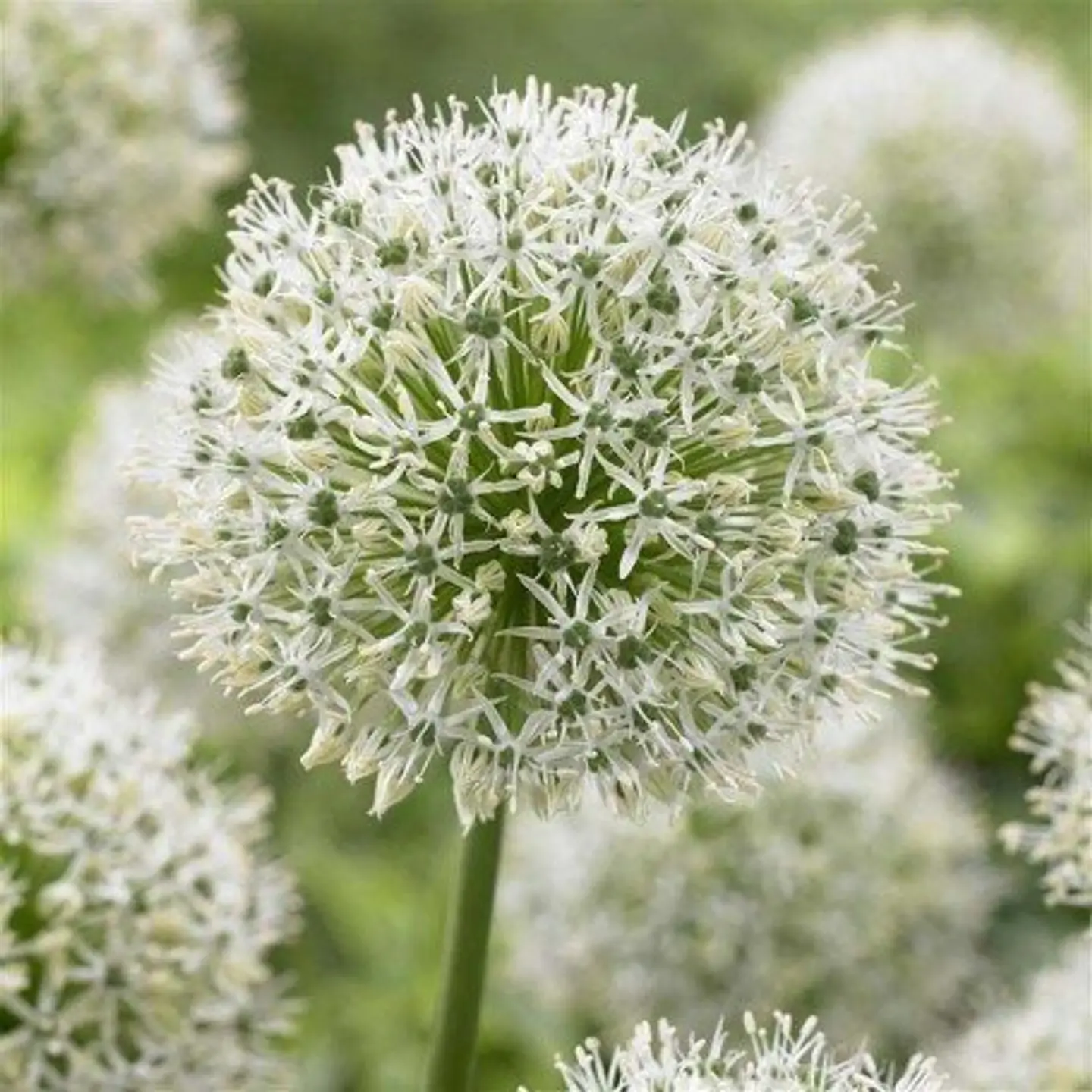 Allium Mountain Everest 2