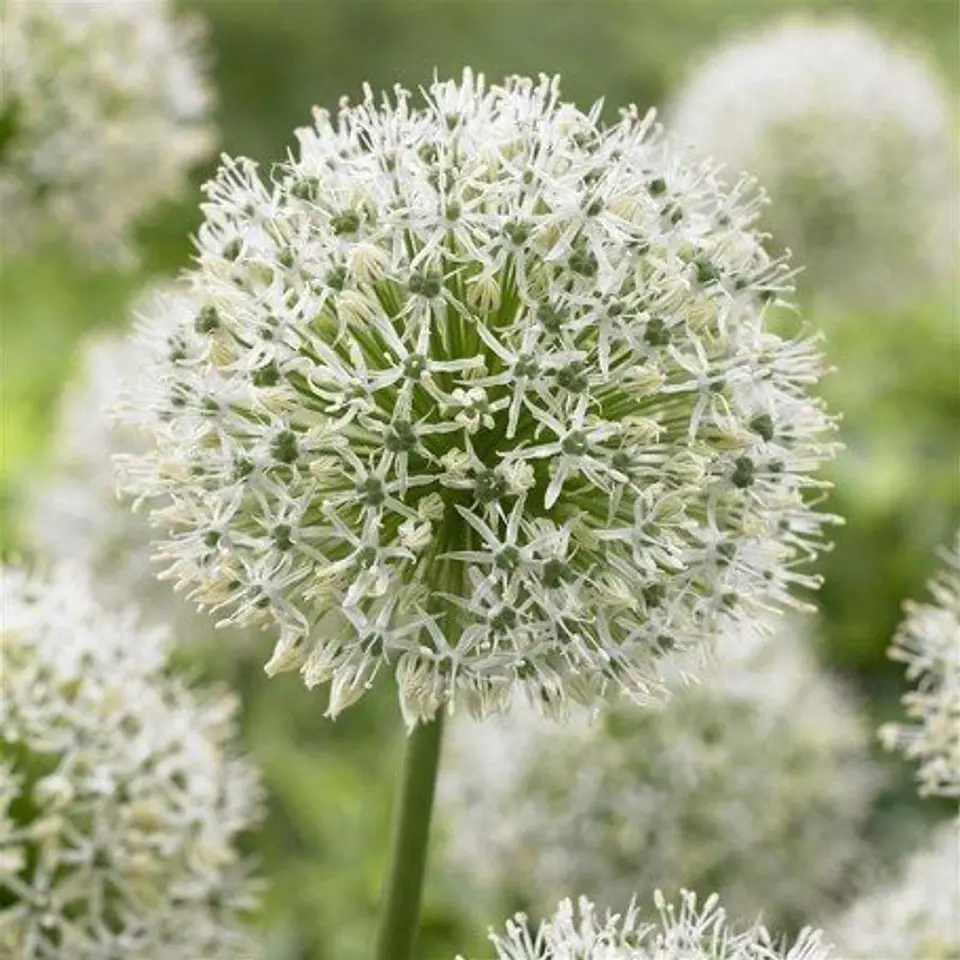 Allium Mountain Everest 2
