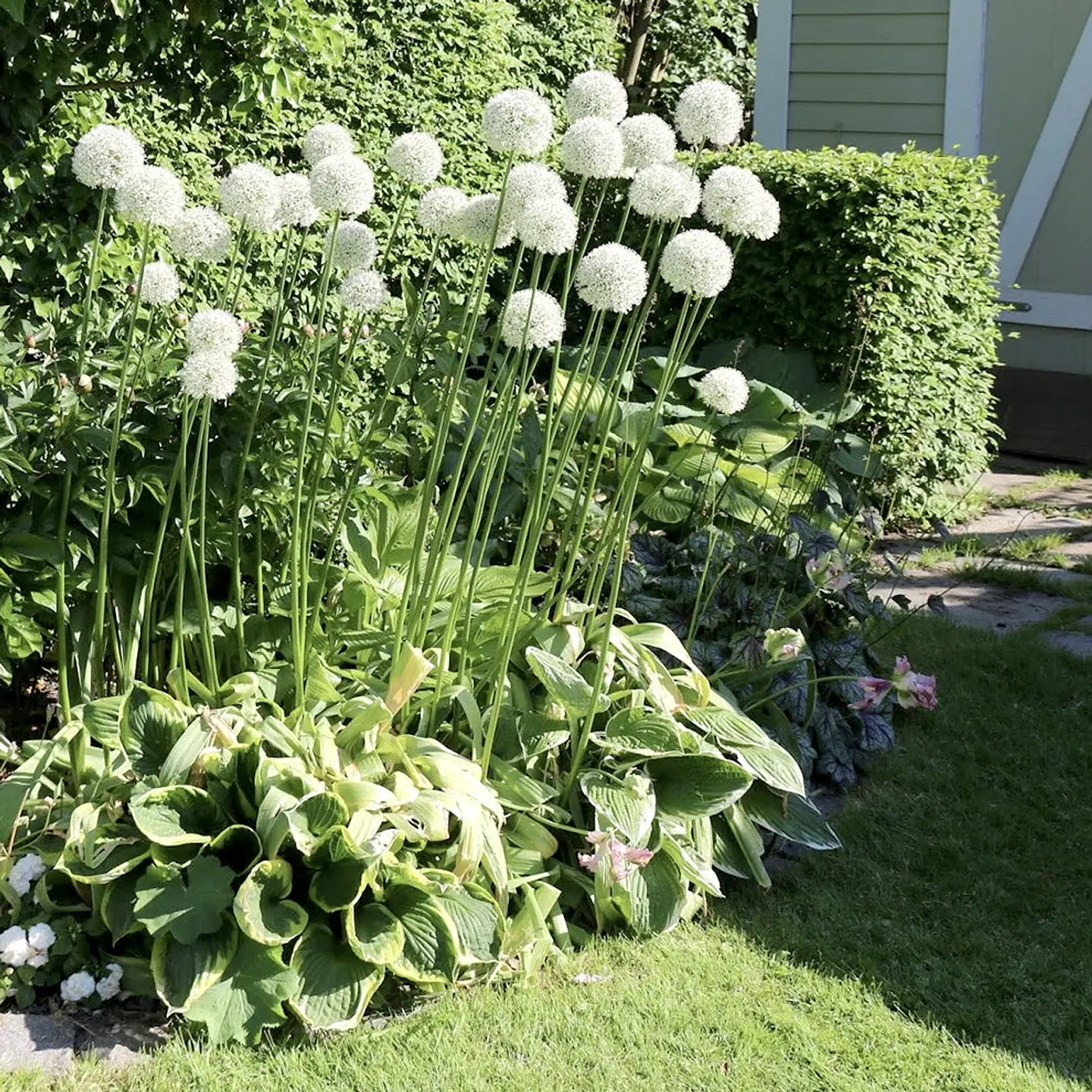 Allium Mountain Everest 1