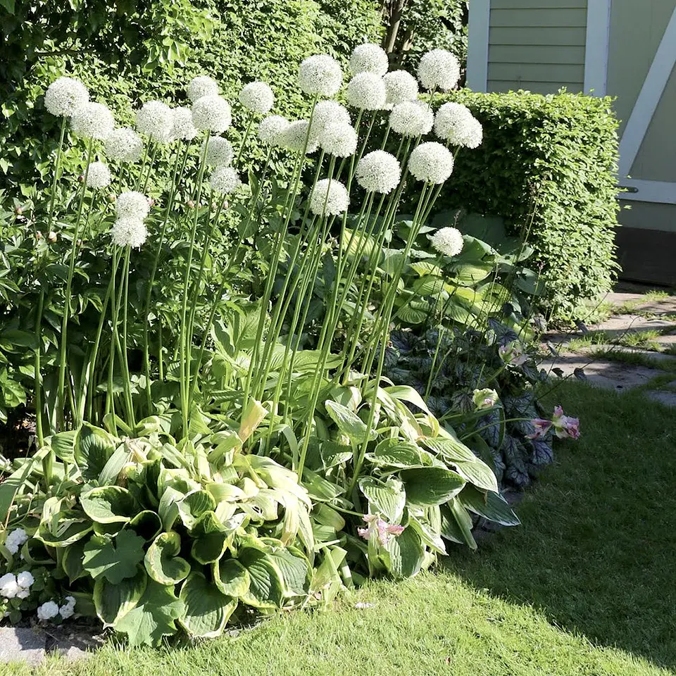 Allium Mountain Everest 1