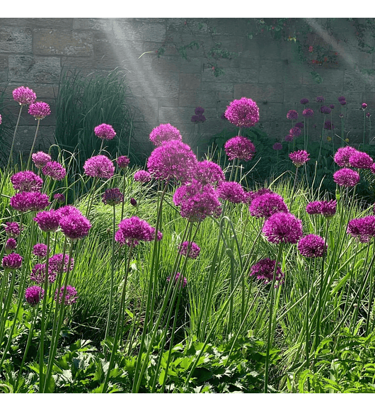 Allium purple sensation