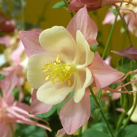 Aquilegia Swan 