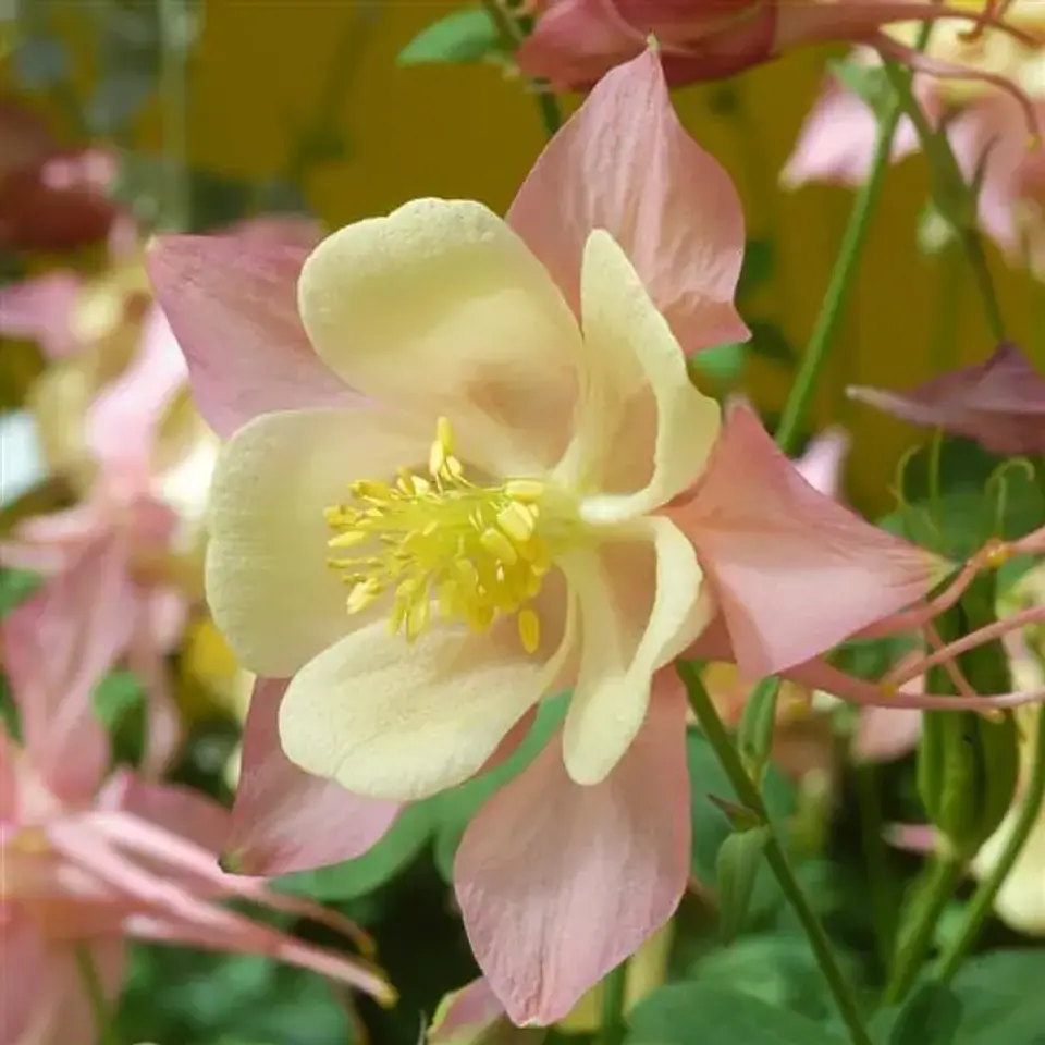 Aquilegia Swan  1