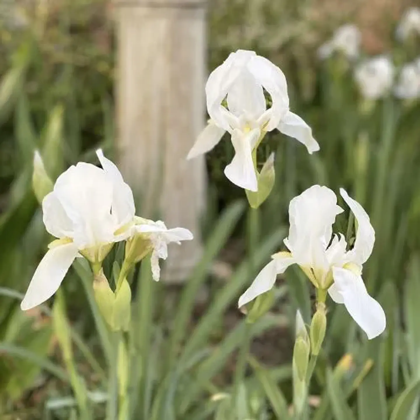 Iris Albicans 1