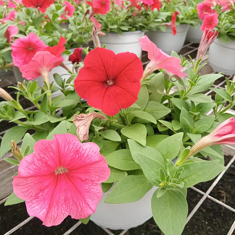 Petunia