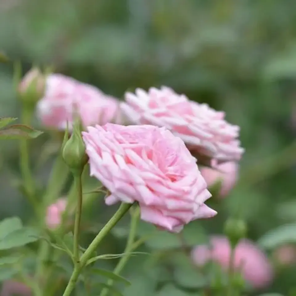 Rosa Sweet Drift 1