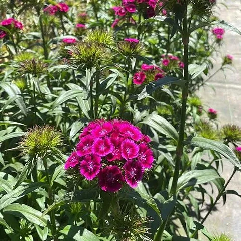 Dianthus de Flor de Corte