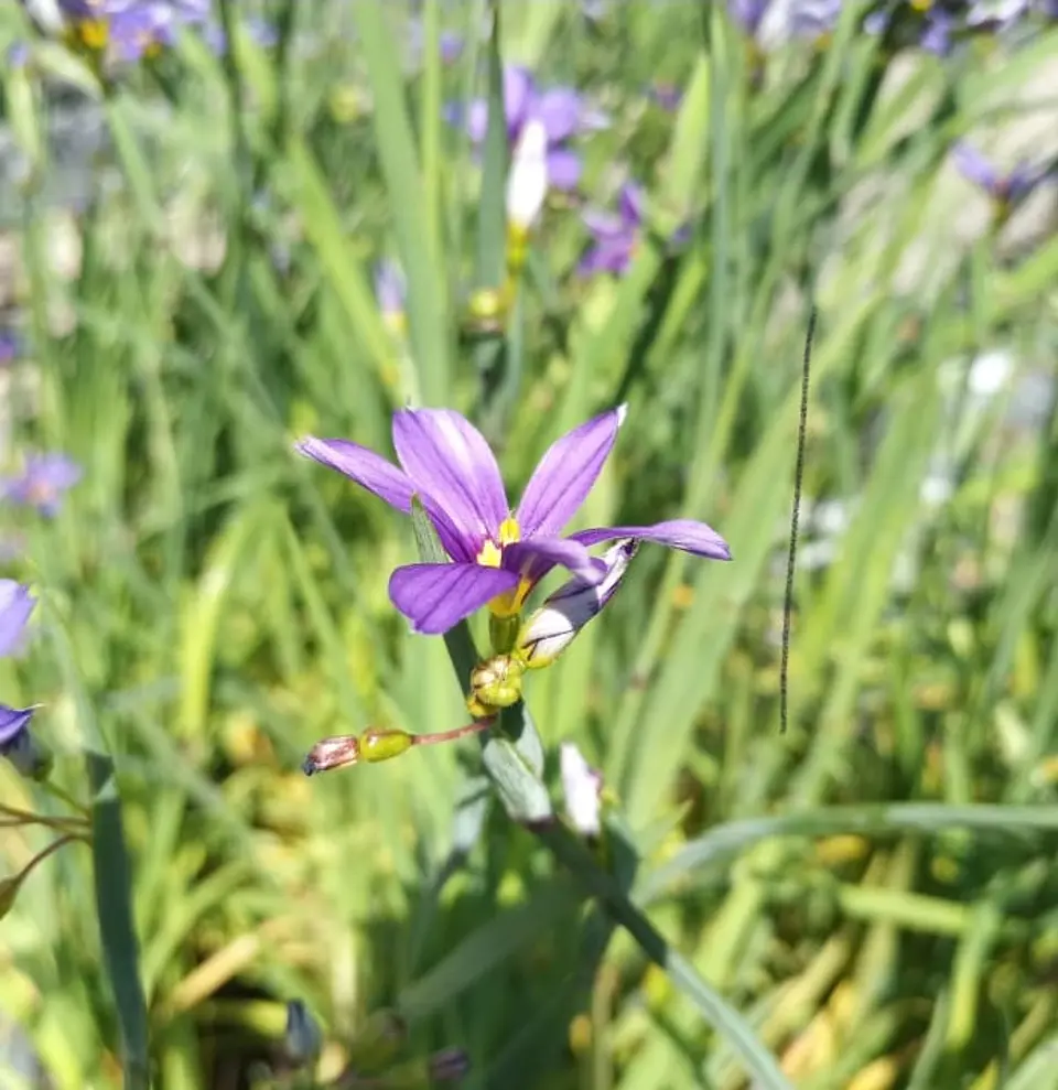 Sisyrinchum graminoides 1
