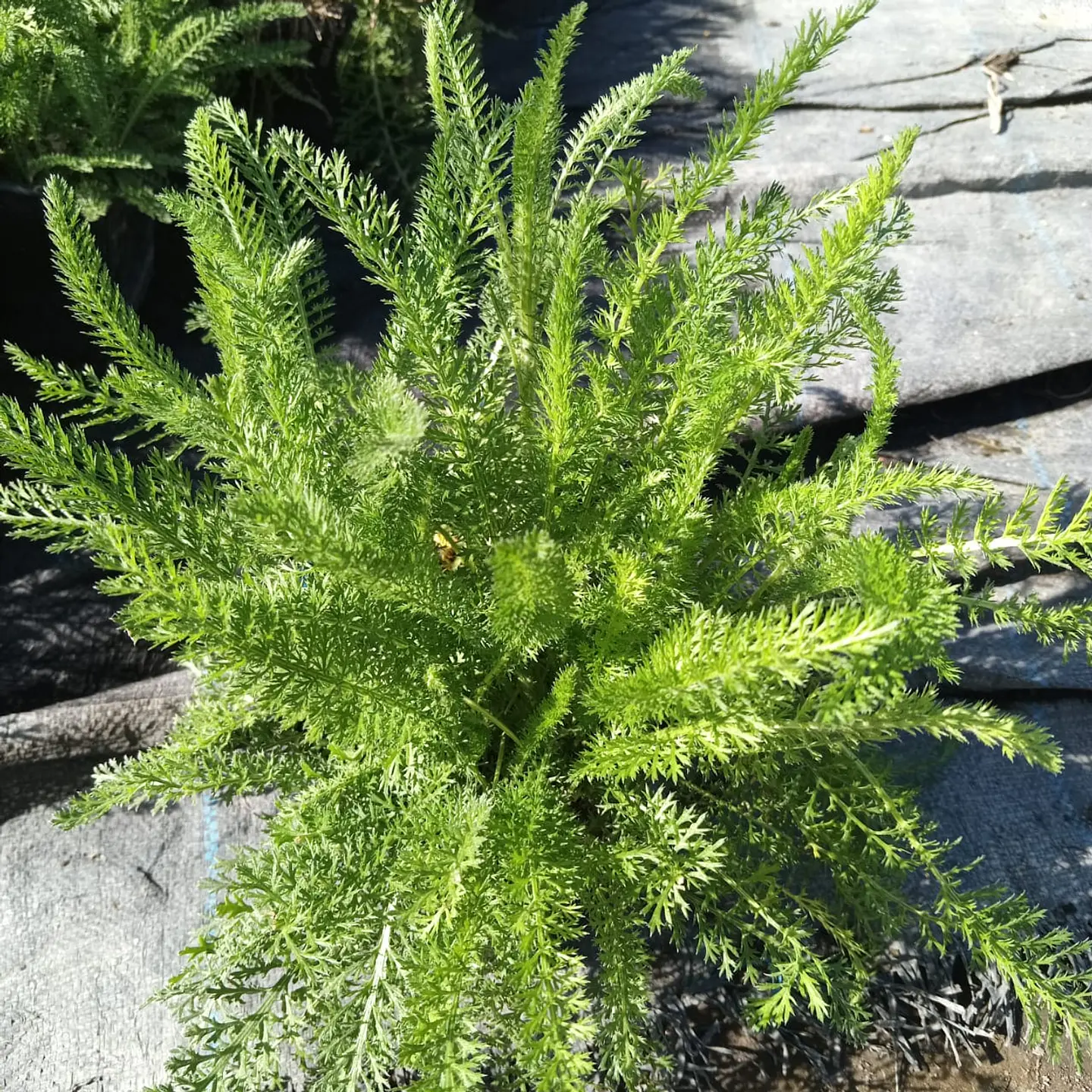 Achillea Millefolium 1