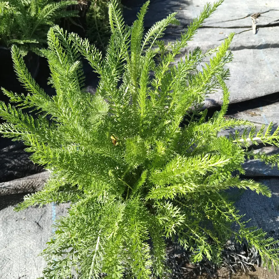 Achillea Millefolium 1