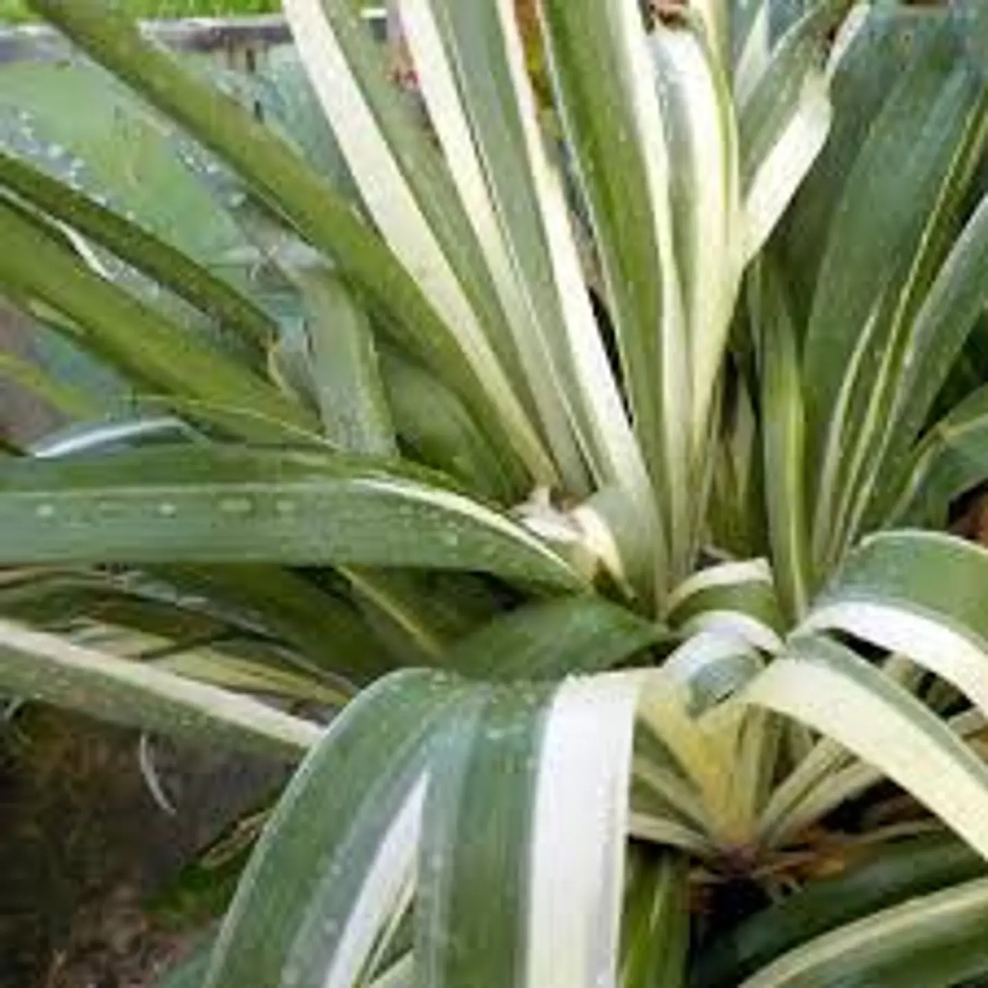 Iris japónica variegata 2
