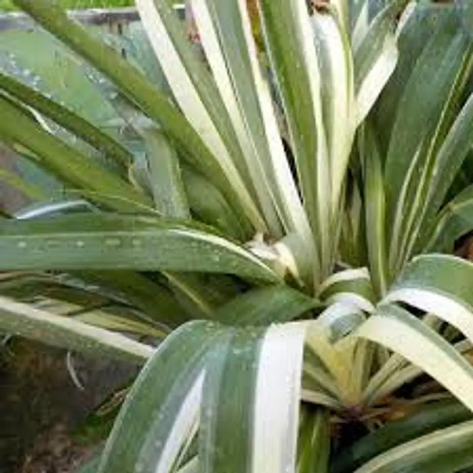 Iris japónica variegata 2