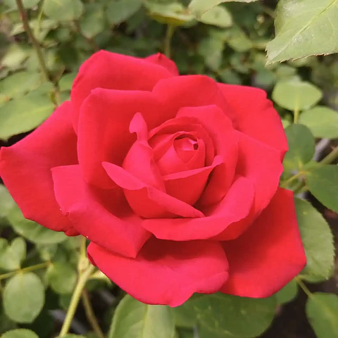 Rosa Jubilee Papa Meilland