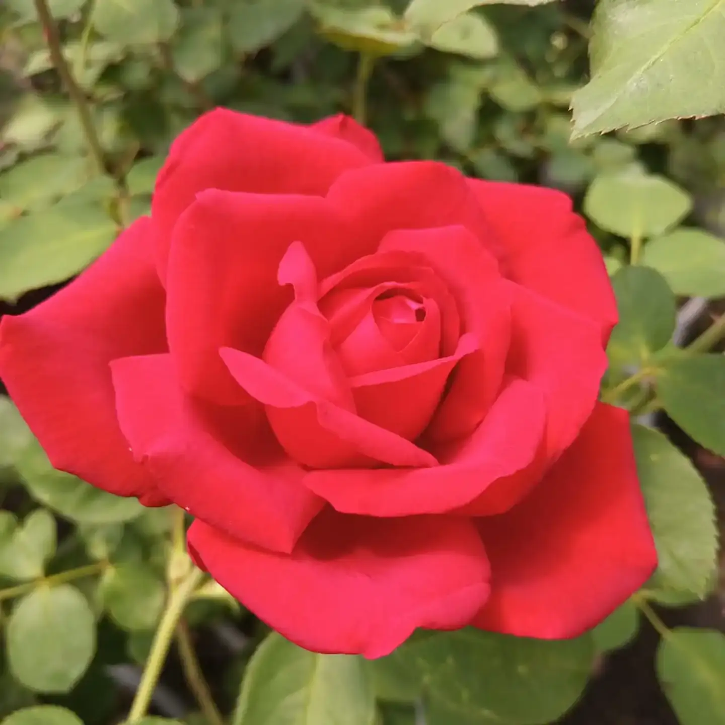 Rosa Jubilee Papa Meilland 1