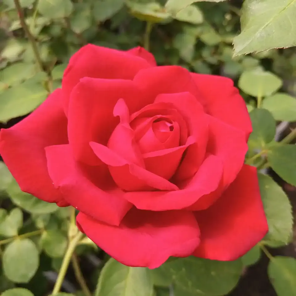 Rosa Jubilee Papa Meilland 1
