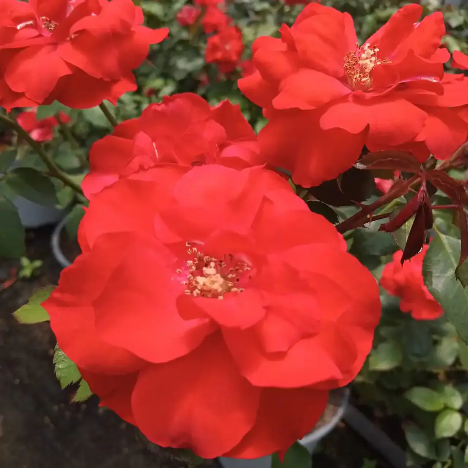 Rosa La Sevillana 1