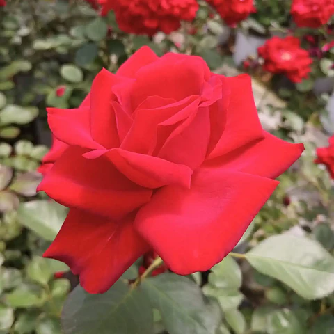 Rosa Magnífic