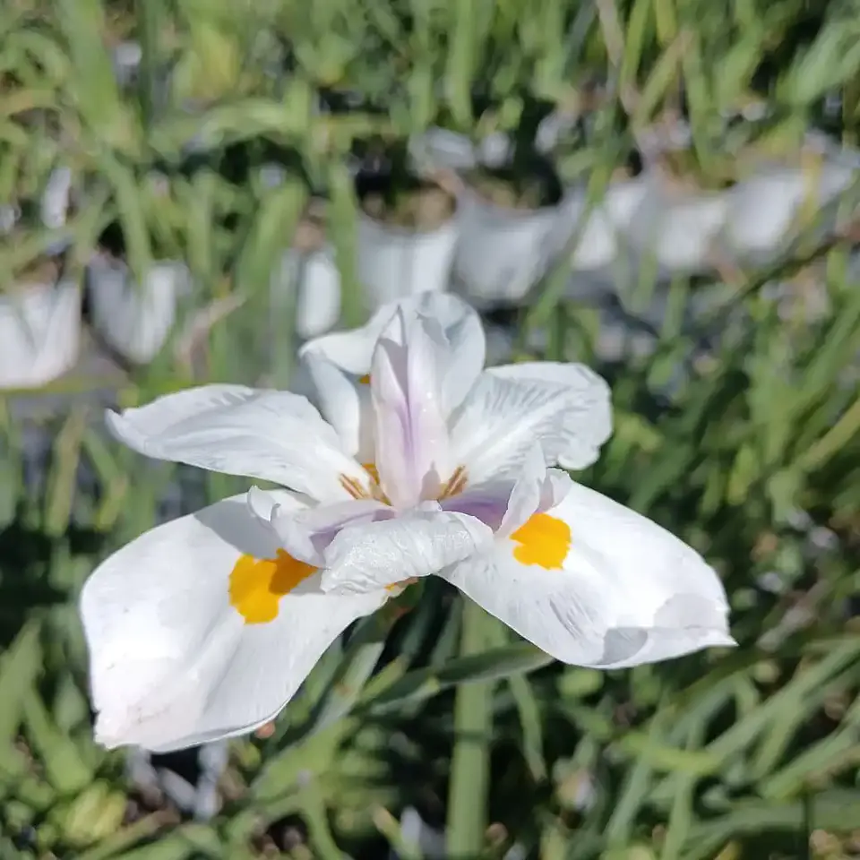 Dietes Iridioides 1