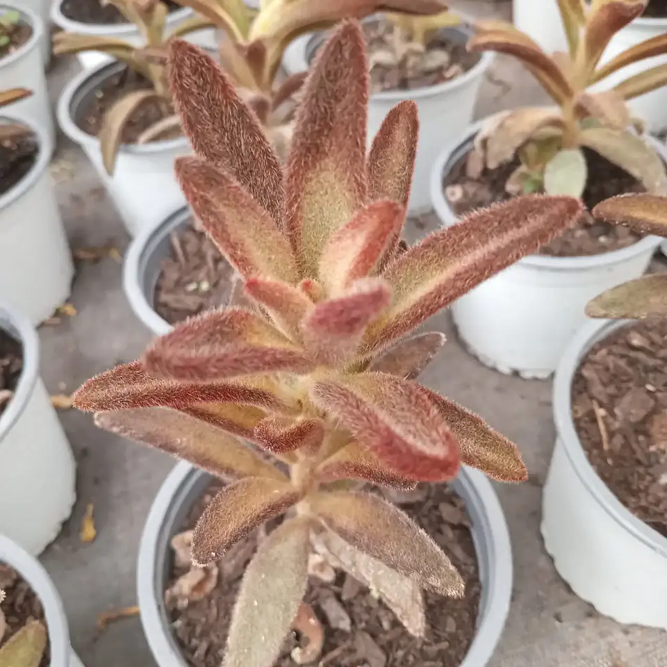Kalanchoe Tomentosa Chocolate Soldier 1