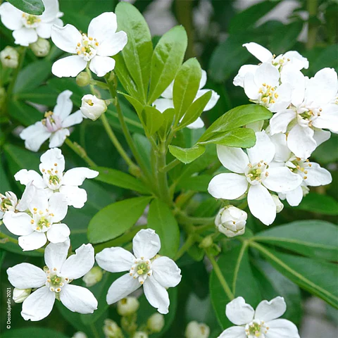 Choisya ternata