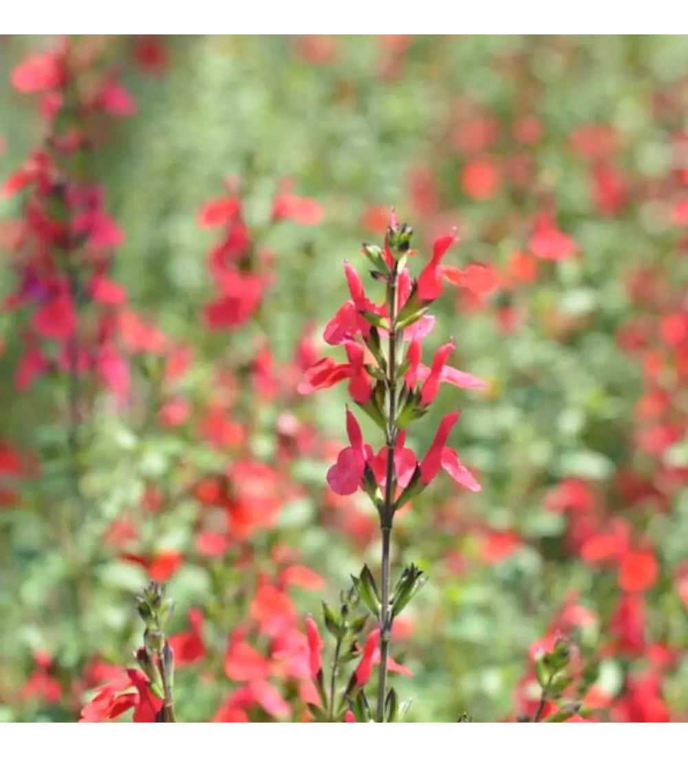 Match: Salvia + Arbusto compacto + Gramínea