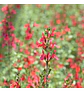 Match: Salvia + Arbusto compacto + Gramínea - Miniatura 4