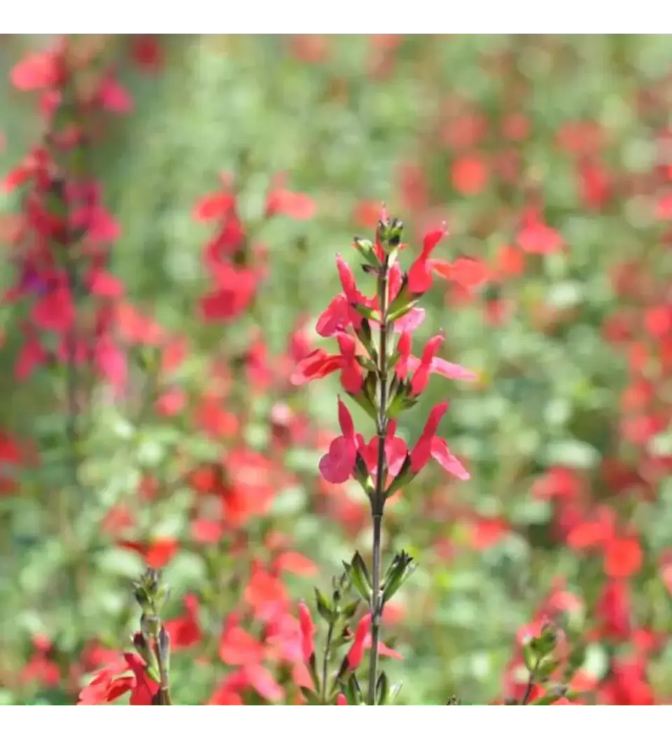 Match: Salvia + Arbusto compacto + Gramínea 4