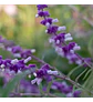 Match: Salvia + Arbusto compacto + Gramínea - Miniatura 6