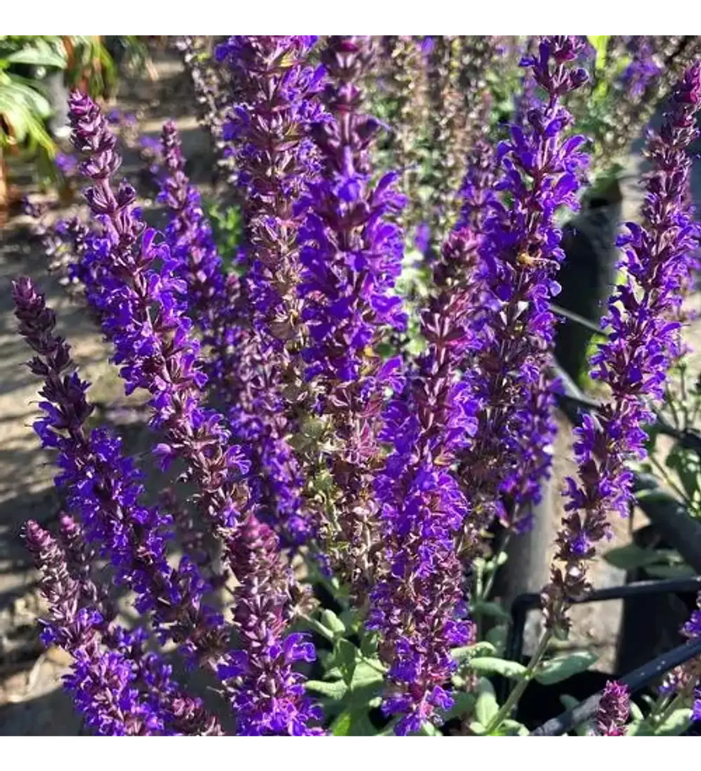 Match: Salvia + Arbusto compacto + Gramínea 5