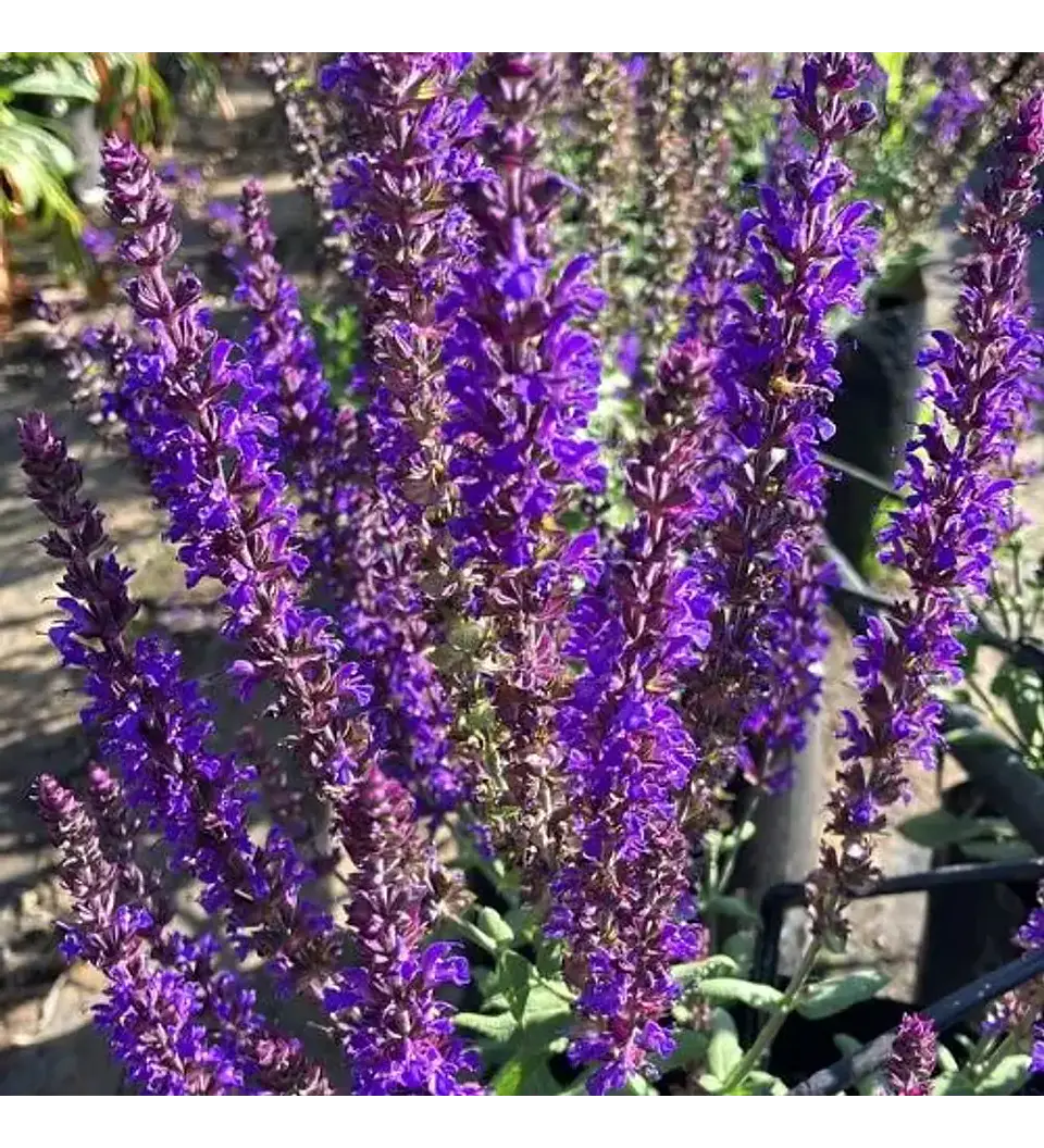 Match: Salvia + Arbusto compacto + Gramínea 5