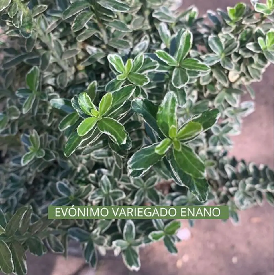 Match: Salvia + Arbusto compacto + Gramínea 8