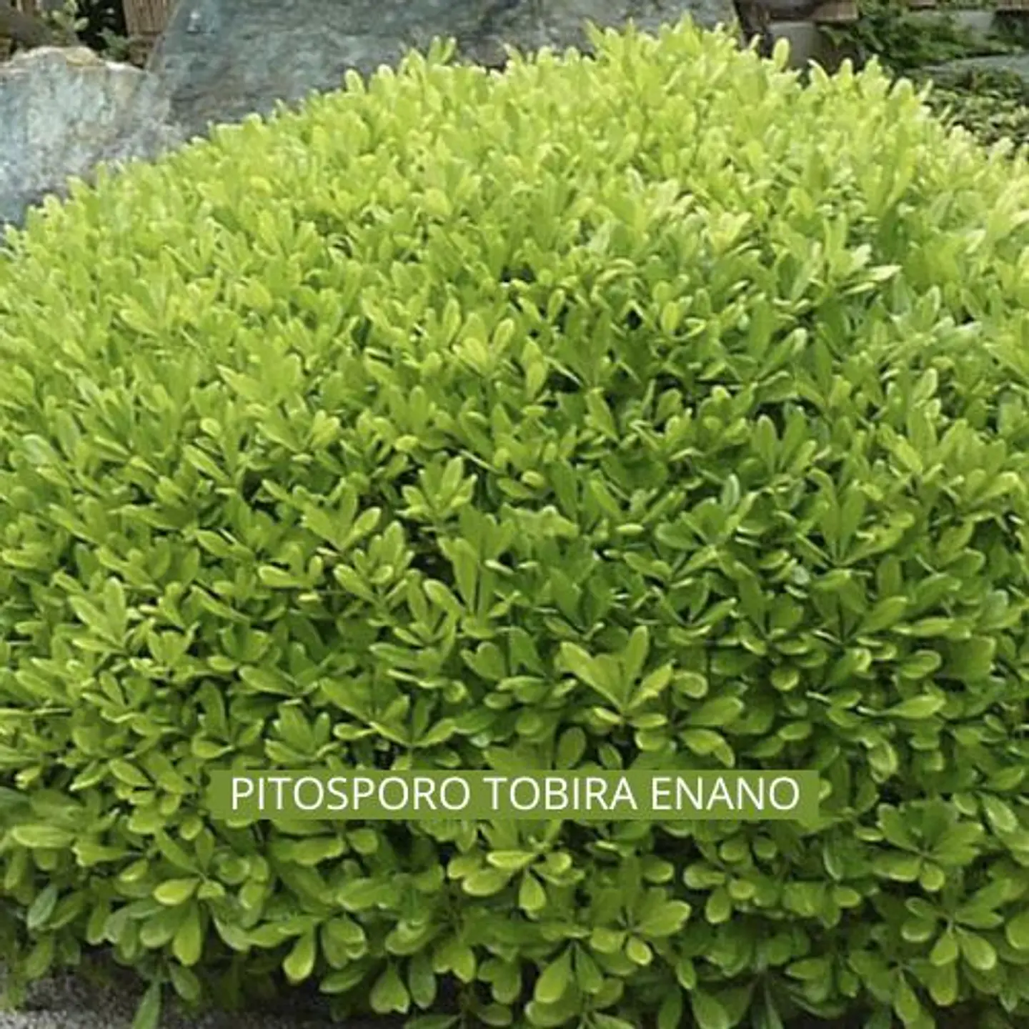 Match: Salvia + Arbusto compacto + Gramínea 7