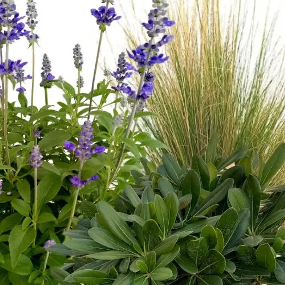 Match: Salvia + Arbusto compacto + Gramínea 1