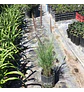 Mix Natural - Miniatura 6