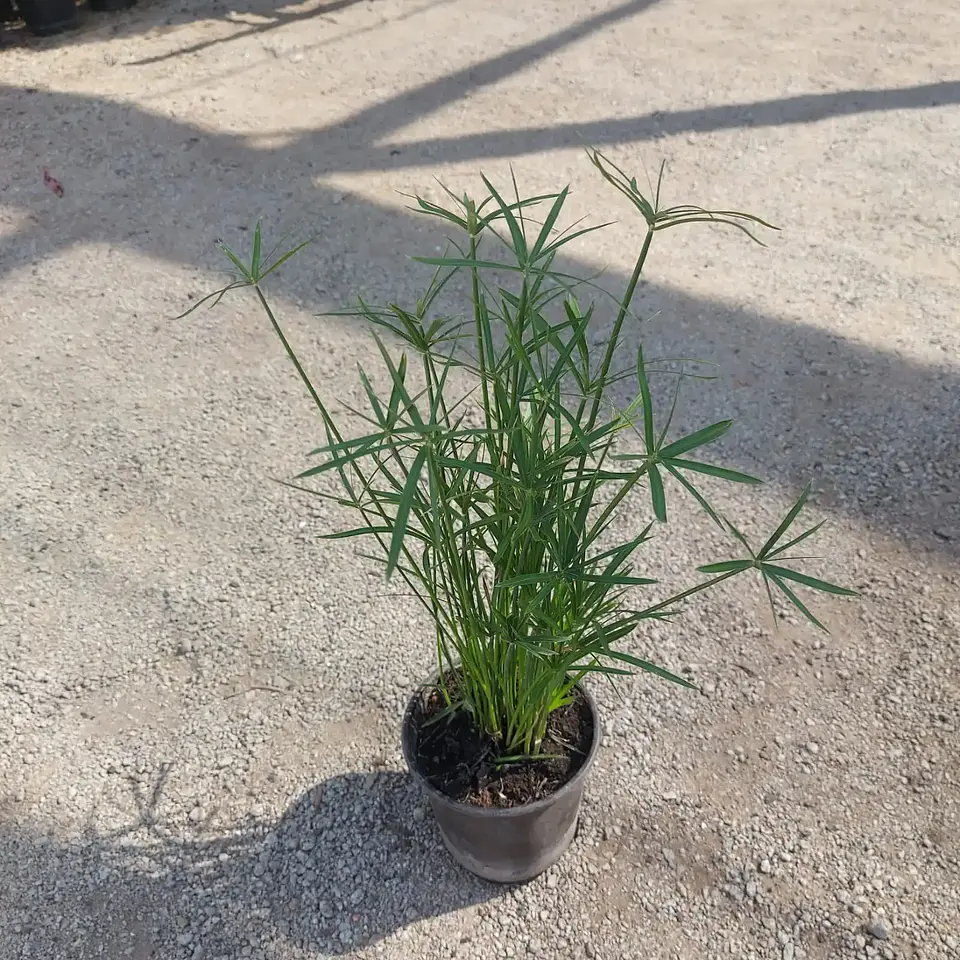 Papiro egipcio enano 1