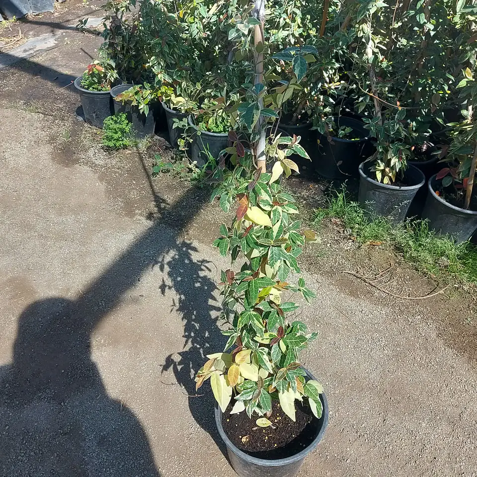 Jazmín hélice variegado 1