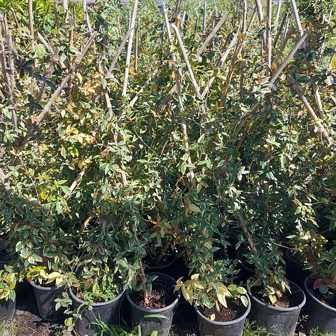 Jazmín hélice variegado