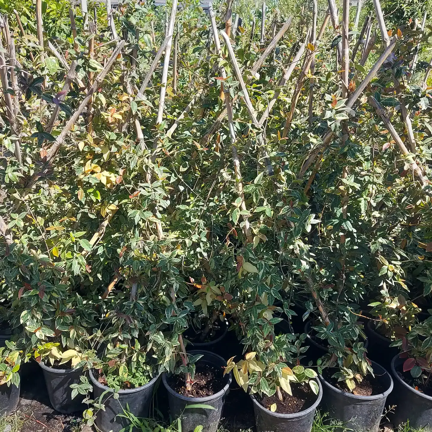 Jazmín hélice variegado 2