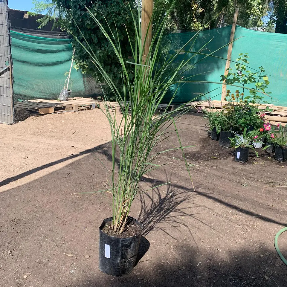 Miscanthus 3