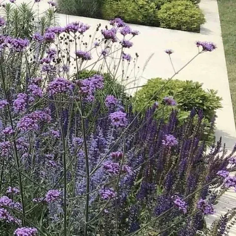 Mix Lilas