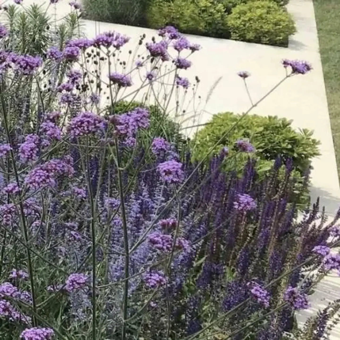 Mix Lilas 1