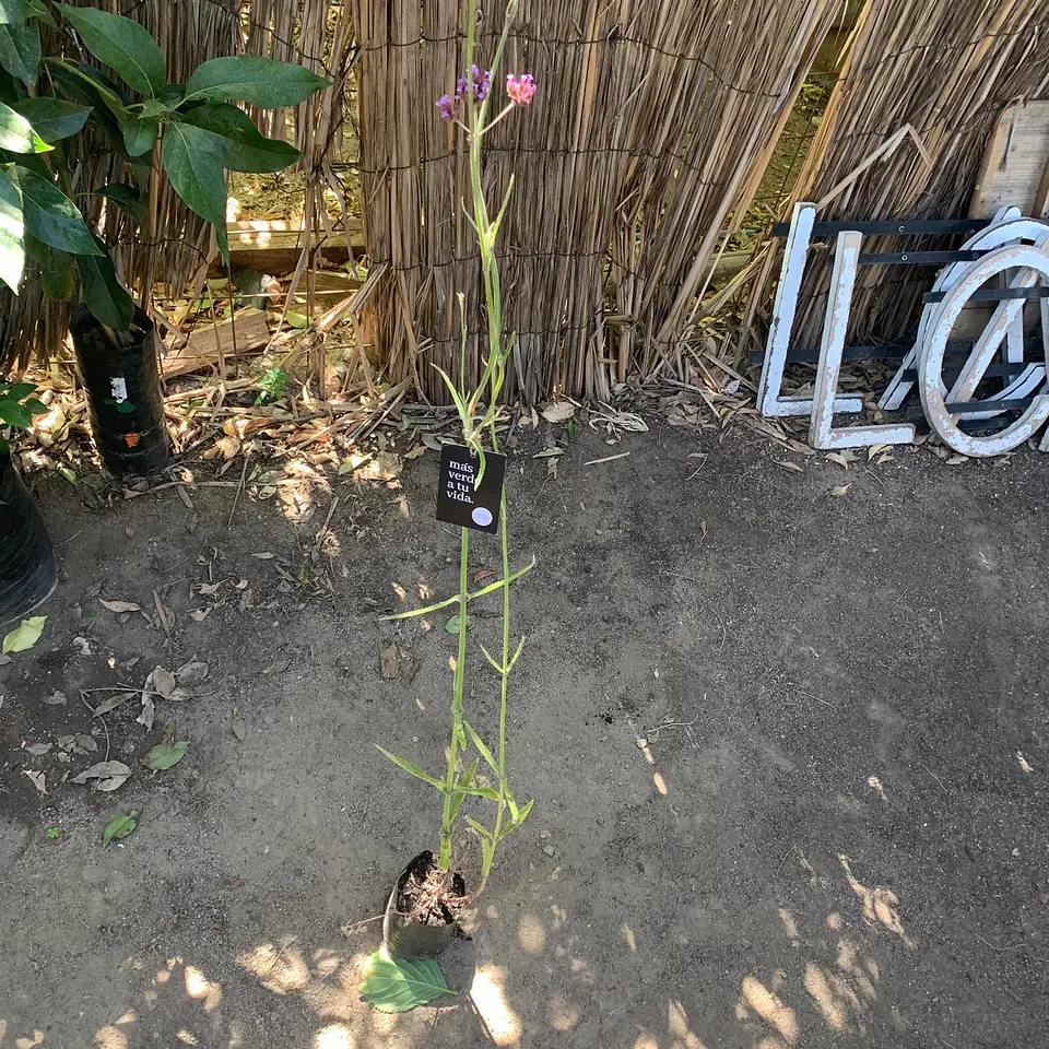 Mix Lilas 3