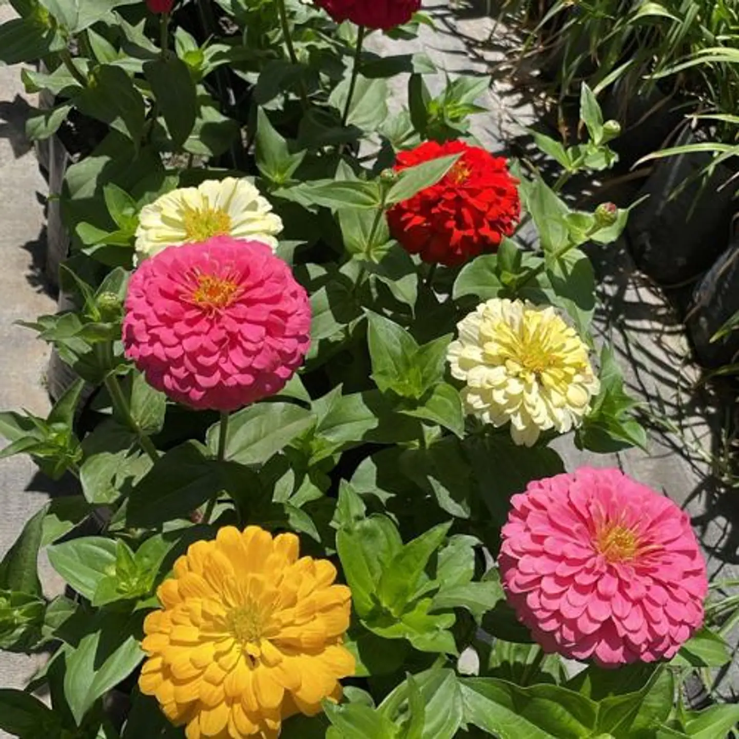 Zinnia Zinnita 5